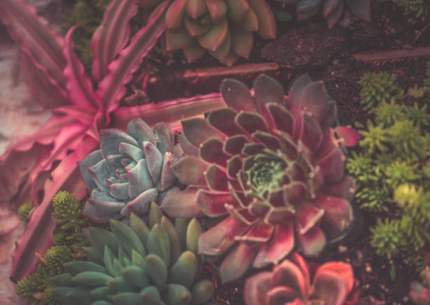 istock Close up of succulent plants, background or texture 936693744