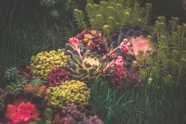 istock Close up of succulent plants, background or texture 936693812