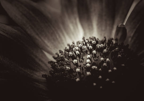 istock Close-up view of a daisy flower 936693818