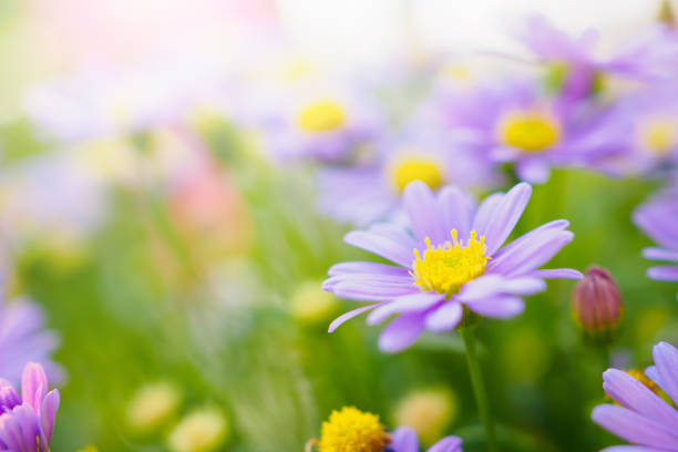 Beautiful daisy flowers on green meadow