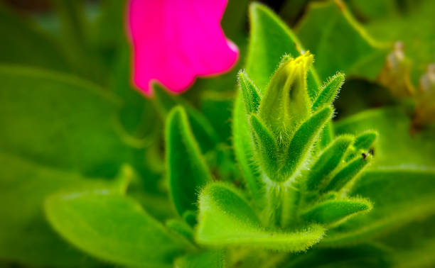 bocciolo di fiori verde in primo piano - petal bud plant agriculture foto e immagini stock