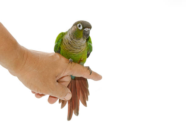 istock Green-cheeked conure bird on hand 936698186