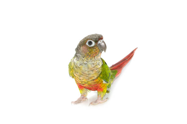 istock Green-cheeked conure bird on white background 936698190
