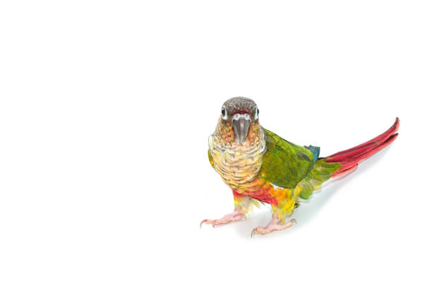 istock Green-cheeked conure bird on white background 936698194