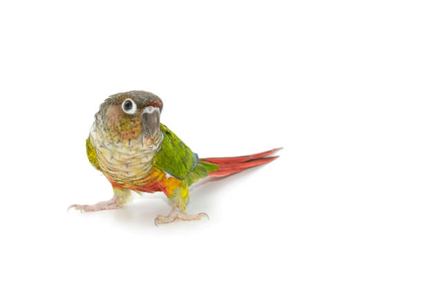 istock Green-cheeked conure bird on white background 936698200