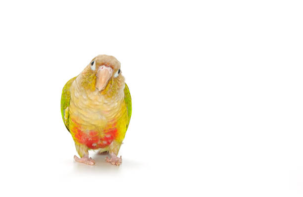 Green-cheeked conure bird on white background