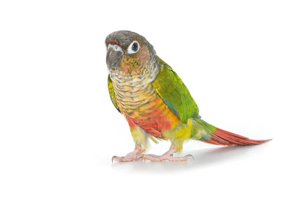 istock Green-cheeked conure bird on white background 936698216