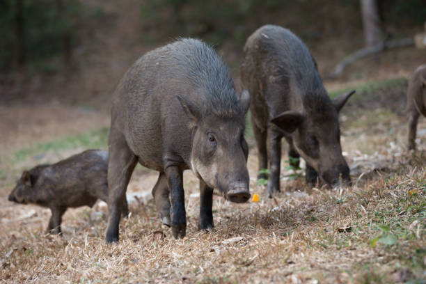 istock Black Pig. image mammal pet pig in a black enclosure 936702550