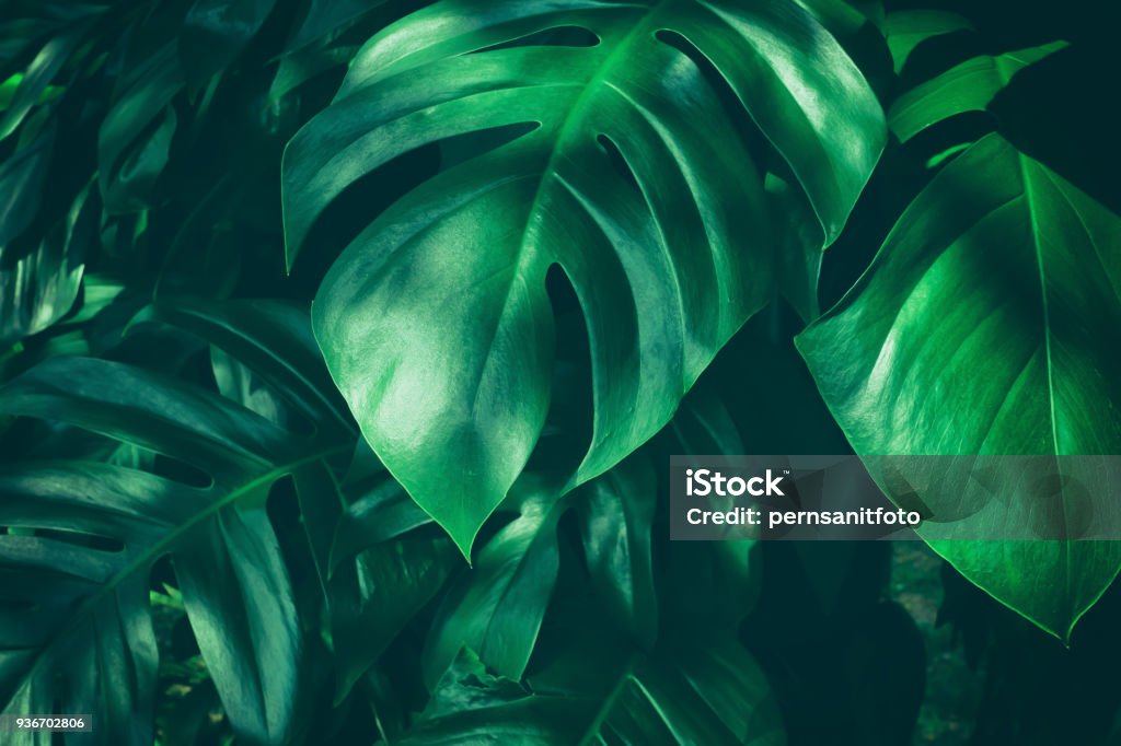 tropical jungle leaf large green leaf in rain forest, dark green toned Leaf Stock Photo