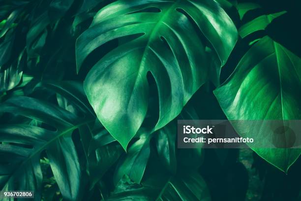 Tropical Jungle Leaf Stock Photo - Download Image Now - Leaf, Monstera, Backgrounds