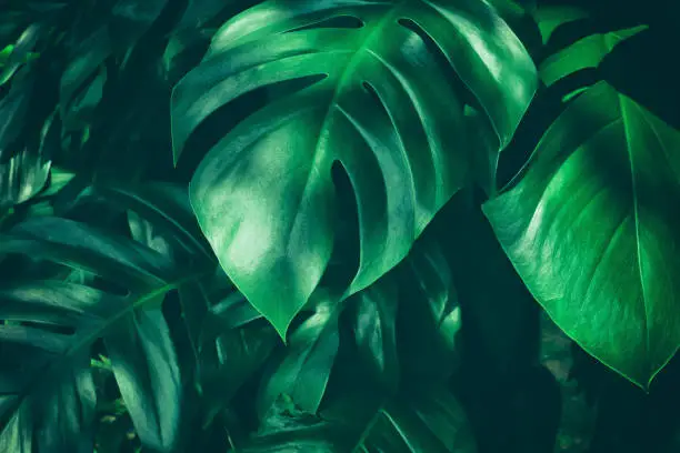large green leaf in rain forest, dark green toned