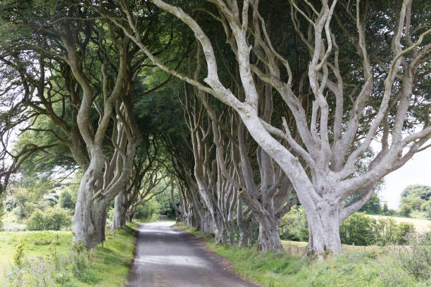 istock Magical forest, Northern Ireland 936703370