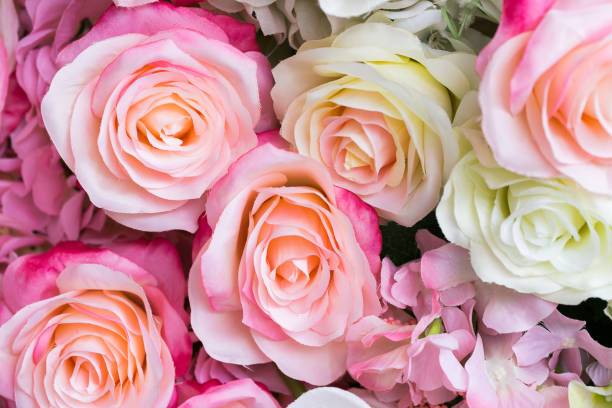 istock Blossoming delicate roses, blooming flowers festive background 936705538