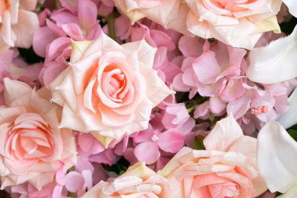 istock Blossoming delicate roses, blooming flowers festive background 936705544
