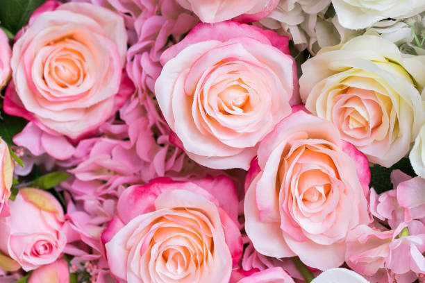 istock Blossoming delicate roses, blooming flowers festive background 936705562