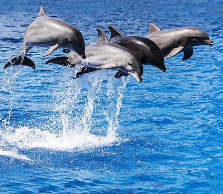 Trained dolphins performing on water