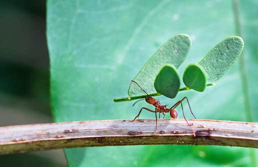 A leafcutter ant carries a large piece of a plant to its colony. Tortuguero National Park, Costa Rica.