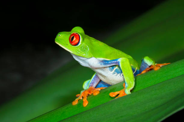 istock Red-eyed Treefrog at Night in Costa Rica 936707956