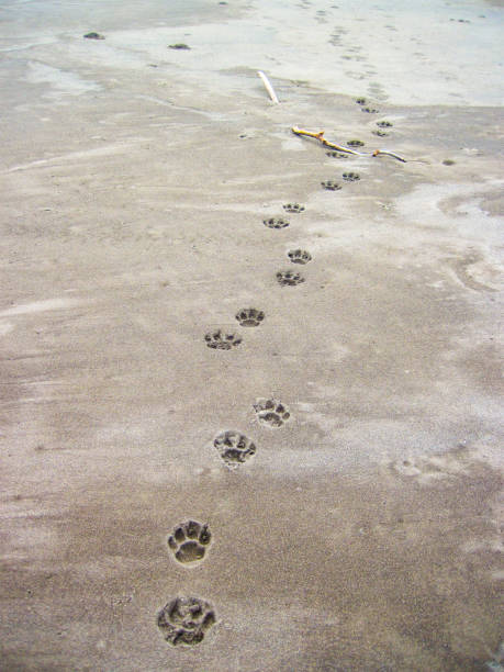 huellas de jaguar en la playa en costa rica - sand footprint track following fotografías e imágenes de stock