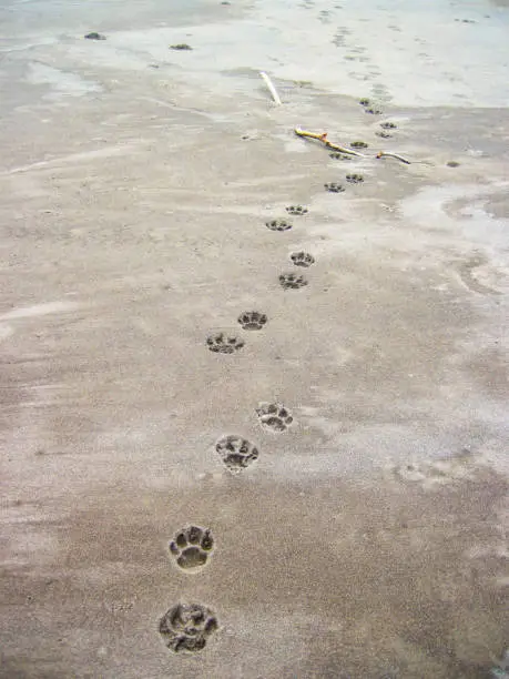 Photo of Jaguar Footprints on the Beach in Costa Rica