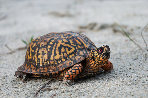Close up of a turtle in the wild by water’s edge