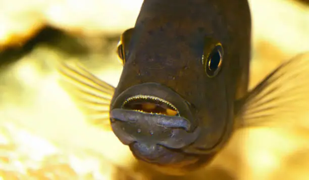 Aquarium fish close-up. cichlid predator with teeth in mouth