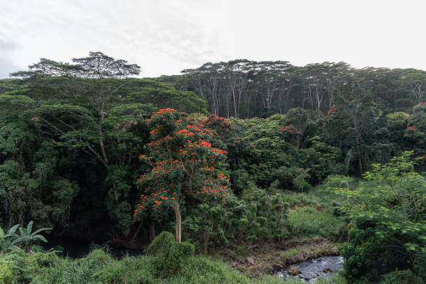 istock Kauai rainforest vista in winter at dusk 936708482