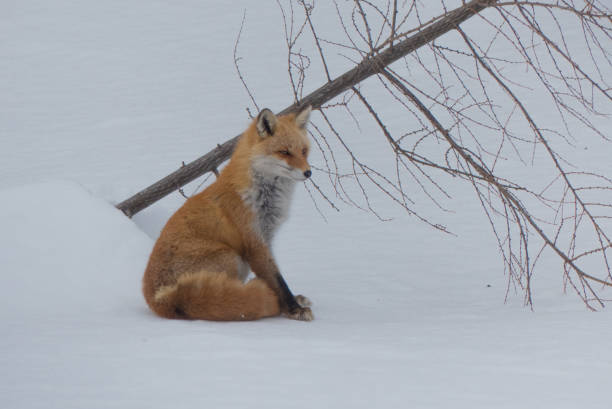 relaks na śniegu - hokkaido snow winter tree zdjęcia i obrazy z banku zdjęć