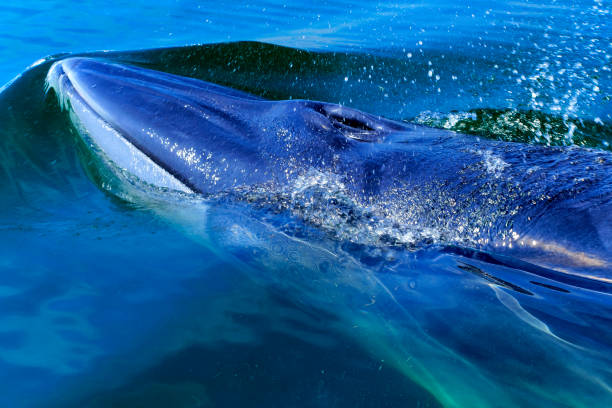 head of the whale,Bryde's whale stock photo