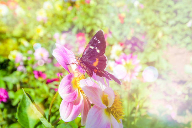 A beautiful butterfly in the garden