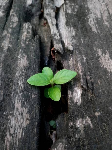 istock plant growing out of tree plank 936715418