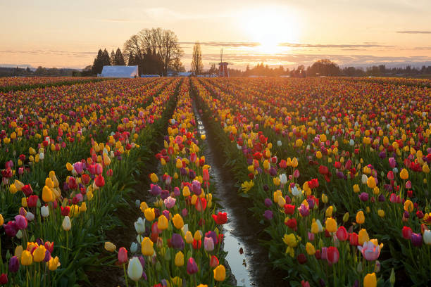 Sunset over colorful Tulip flower fields during spring season tulip festival in Woodburn OR stock photo