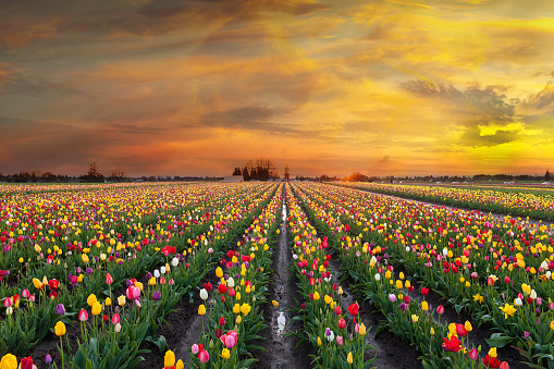 Sunset over colorful Tulip flower fields in full bloom during spring season tulip festival in Woodburn Oregon USA