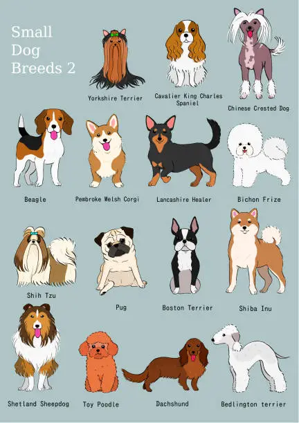 Vector illustration of group of small dogs breeds hand drawn chart