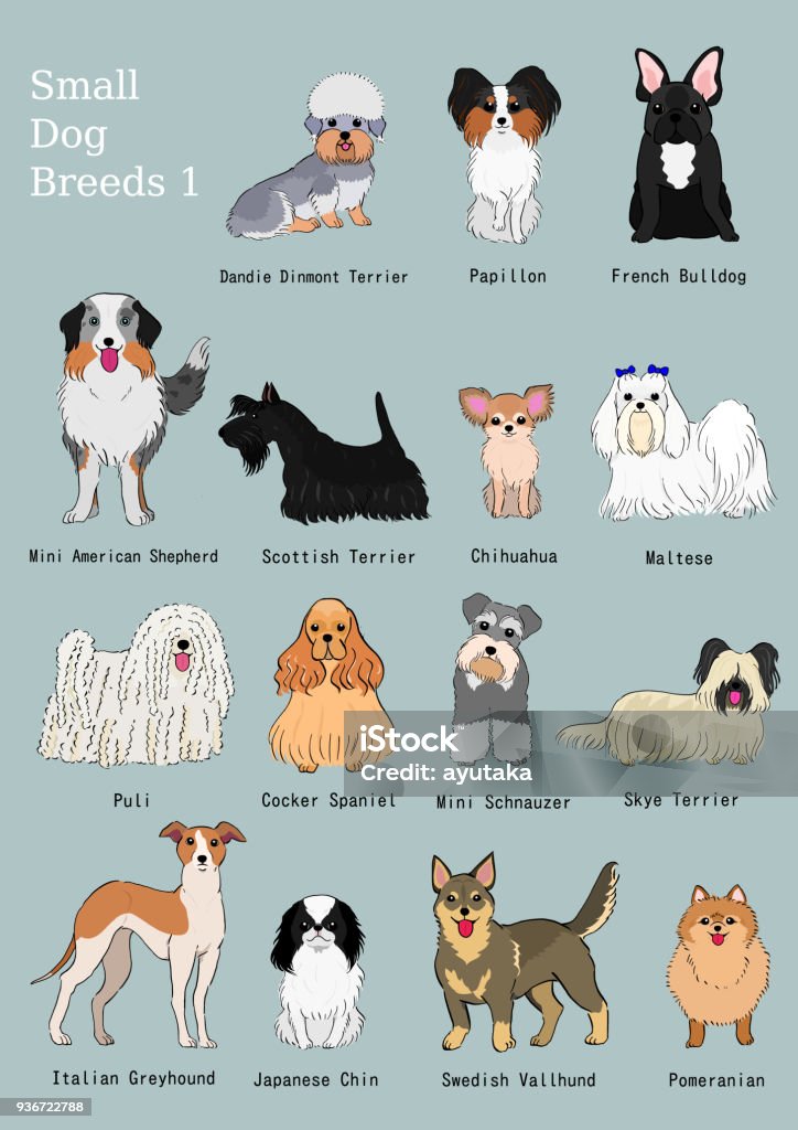 group of small dogs breeds hand drawn chart group of small dogs breeds hand drawn chart. Maltese Dog stock vector