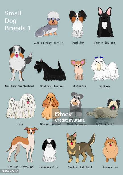 Group Of Small Dogs Breeds Hand Drawn Chart Stock Illustration - Download Image Now - Maltese Dog, Chihuahua - Dog, Illustration