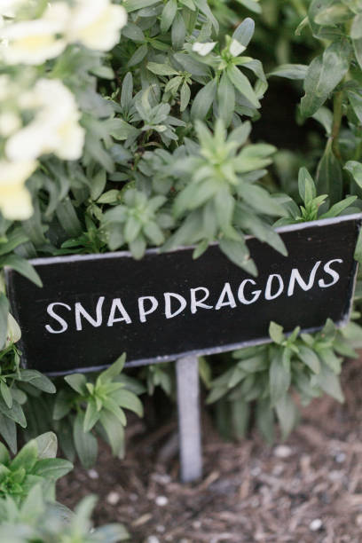 istock Snapdragons in Waco, Texas 936725658
