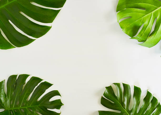 istock Monstera green leaves frame with copy space place. Summer concept 936729288