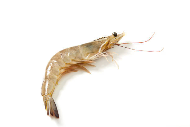 istock Fresh raw seafood shrimp on white background 936729454