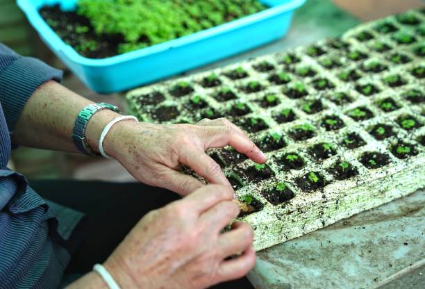 Closeup of old woman's hands planting vegetable seedling in  plastic seedling tray stock photo