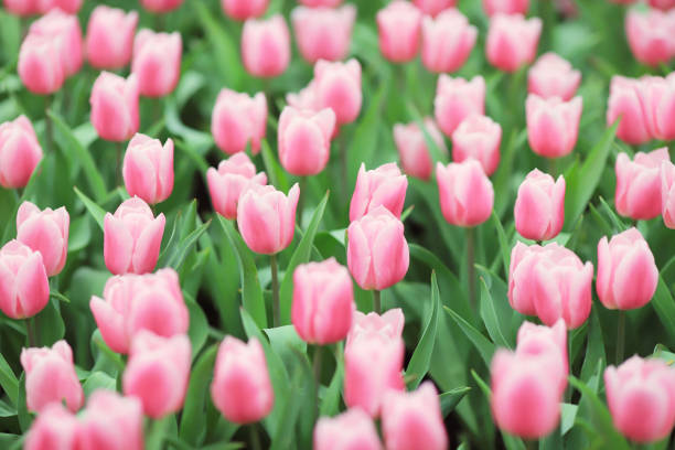 istock the Different flowers and blooming tulips at hk 936733452