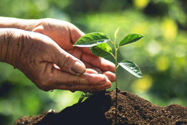 istock Plant a tree Hands are putting soil and water to the trees 936735976