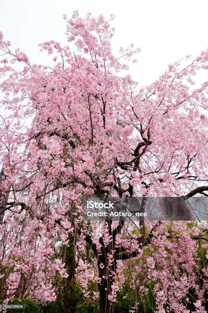 SHIDAREZAKURA - cherry blossoms Japanese flowers Backgrounds Stock Photo