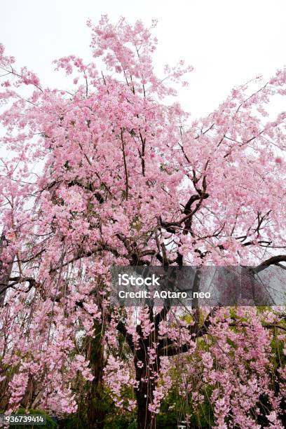 Shidarezakura Cherry Blossoms Stock Photo - Download Image Now - Backgrounds, Cherry Blossom, Cherry Tree