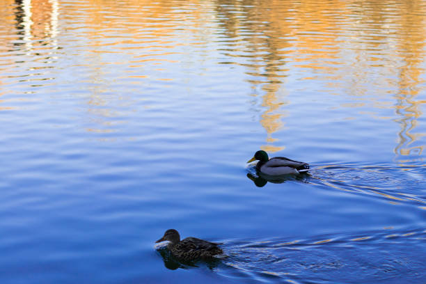 istock Ducks couple swimming on a blue lake reflection 936741564