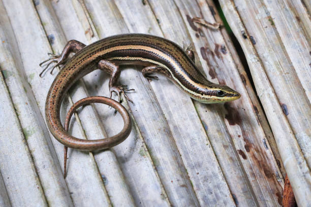 istock Litter Skink in Costa Rica 936745924