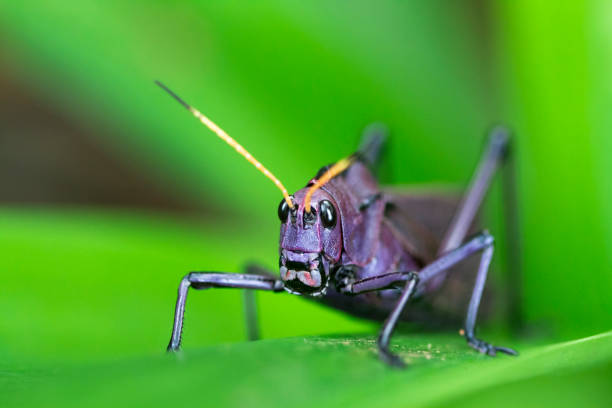 istock Lubber Grasshopper in Costa Rica 936746336