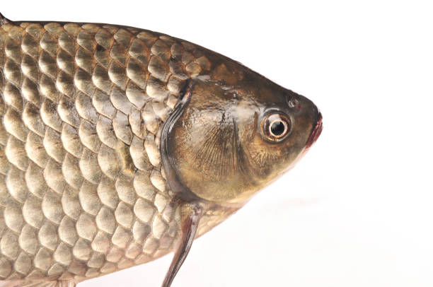 istock Isolated in the white background of fish 936746450