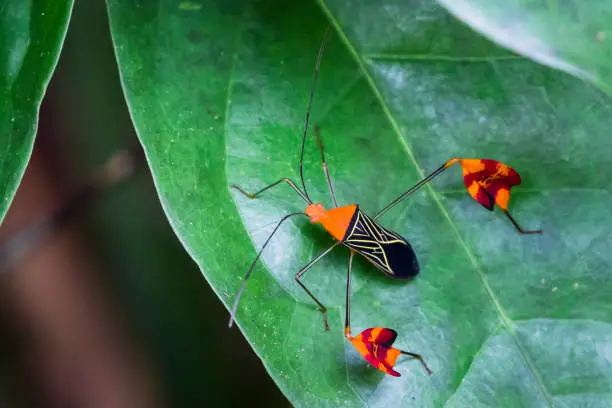 Photo of Leaf-footed Bug in Costa Rica