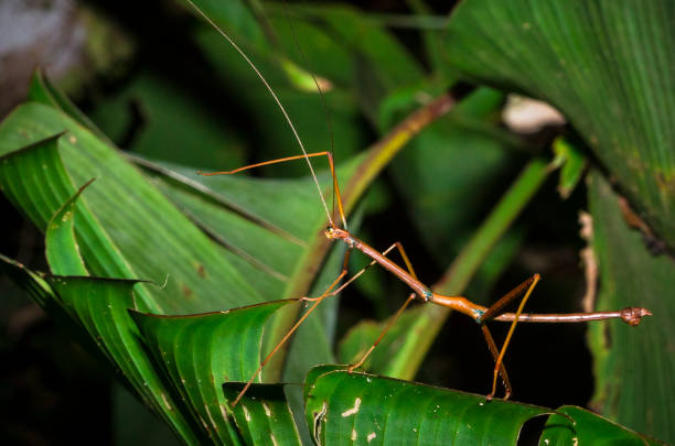 stick insect in the costa rican jungle - central america flash imagens e fotografias de stock